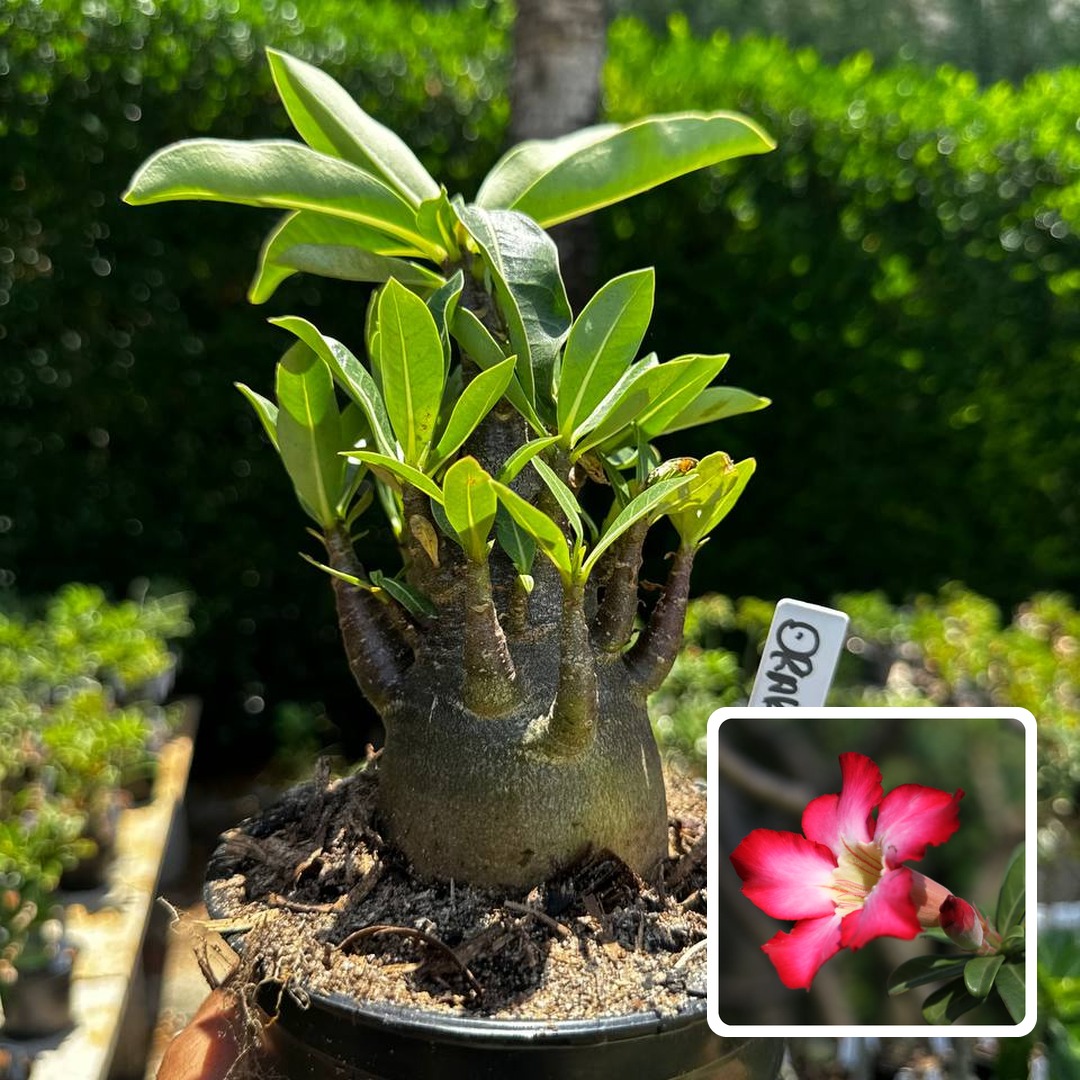 2609 95 Arabicum Drako F3