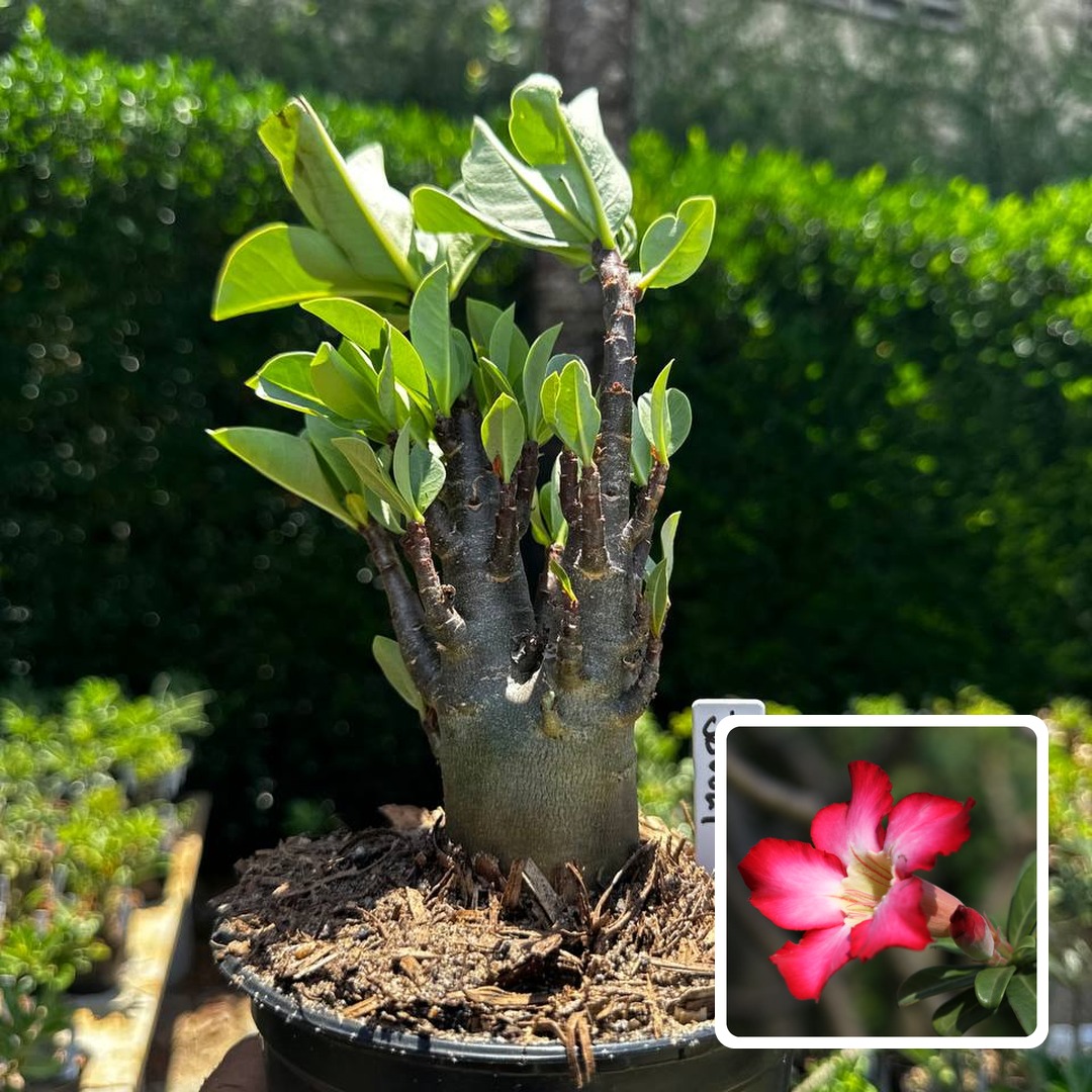 2609 96 Arabicum Javali F3