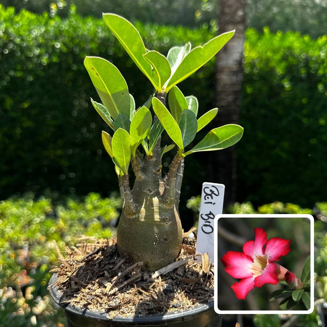 2609 97 Arabicum Bei Bid F3