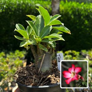 2609 98 Arabicum Thor F3