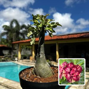 2809 05 Big Caudex Mabelle (Leilão)