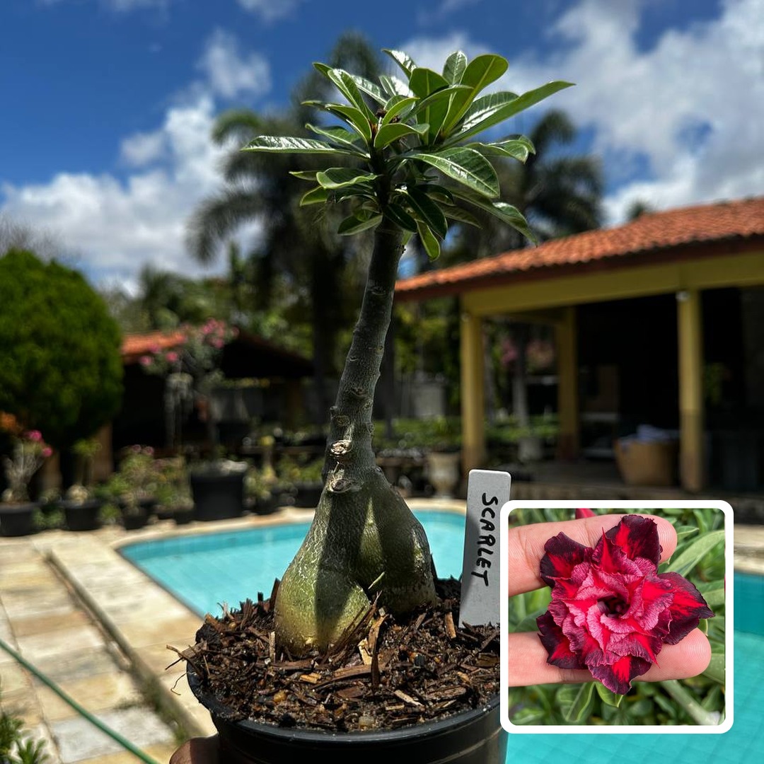 2809 07 Rosa do Deserto Scarlet