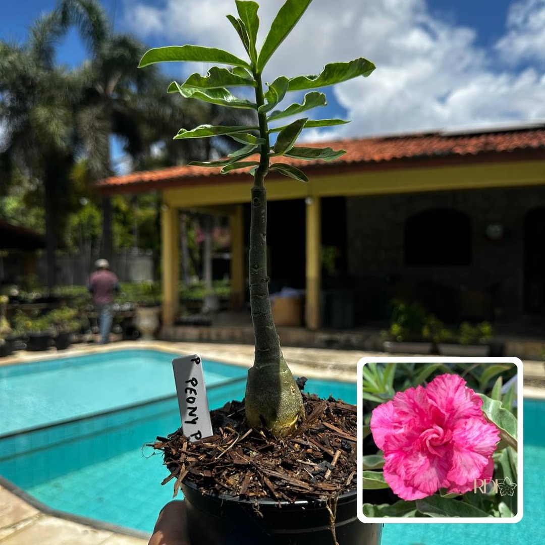 2809 16 Rosa do Deserto Peony Pink