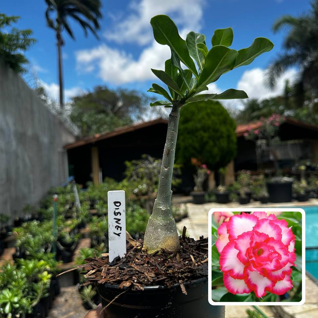 2809 19 Rosa do Deserto Disney