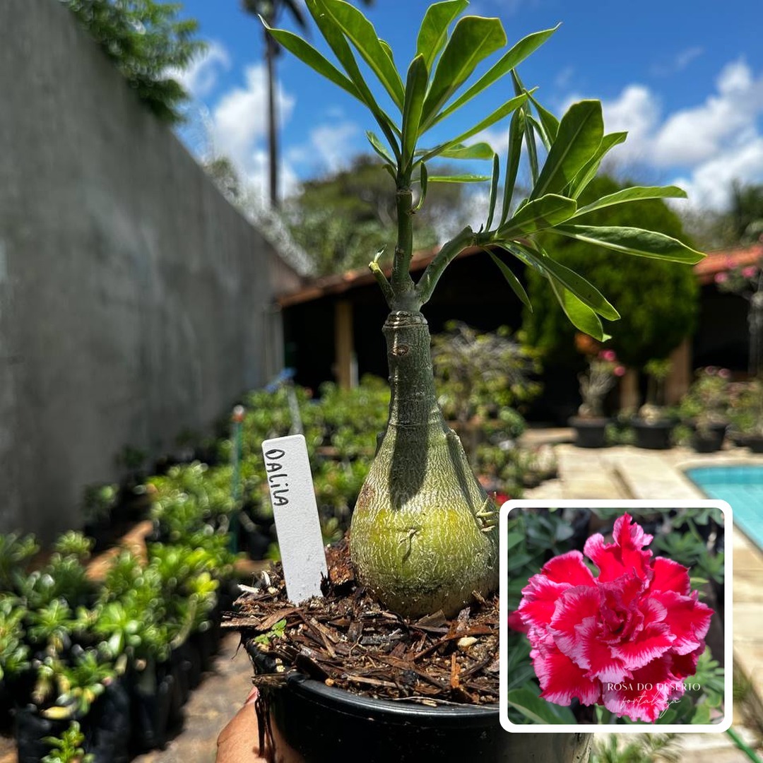 2809 23 Rosa do Deserto Dalila