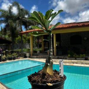 2809 28 Rosa do Deserto Candy Rose