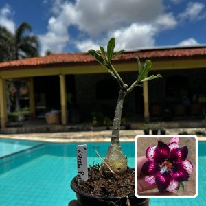 2809 29 Rosa do Deserto Estrela Púrpura