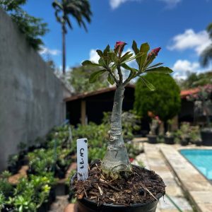2809 41 Rosa do Deserto Canan 77