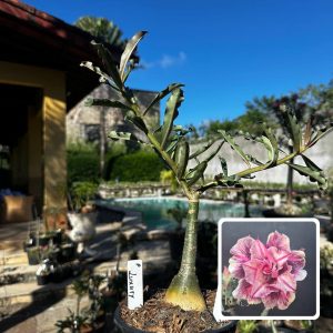 2809 43 Rosa do Deserto Luxury