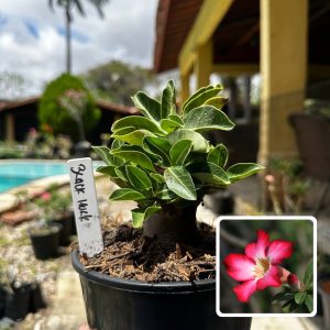 2909 01 Arabicum Black Hulk F3