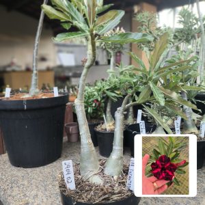 2909 02 Big Caudex Variegata Encantada