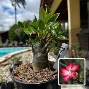 2909 04 Arabicum PBN Solo F3