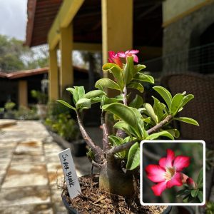 2909 13 Arabicum Super Black F3