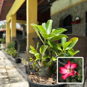2909 28 Arabicum Minotauro F3