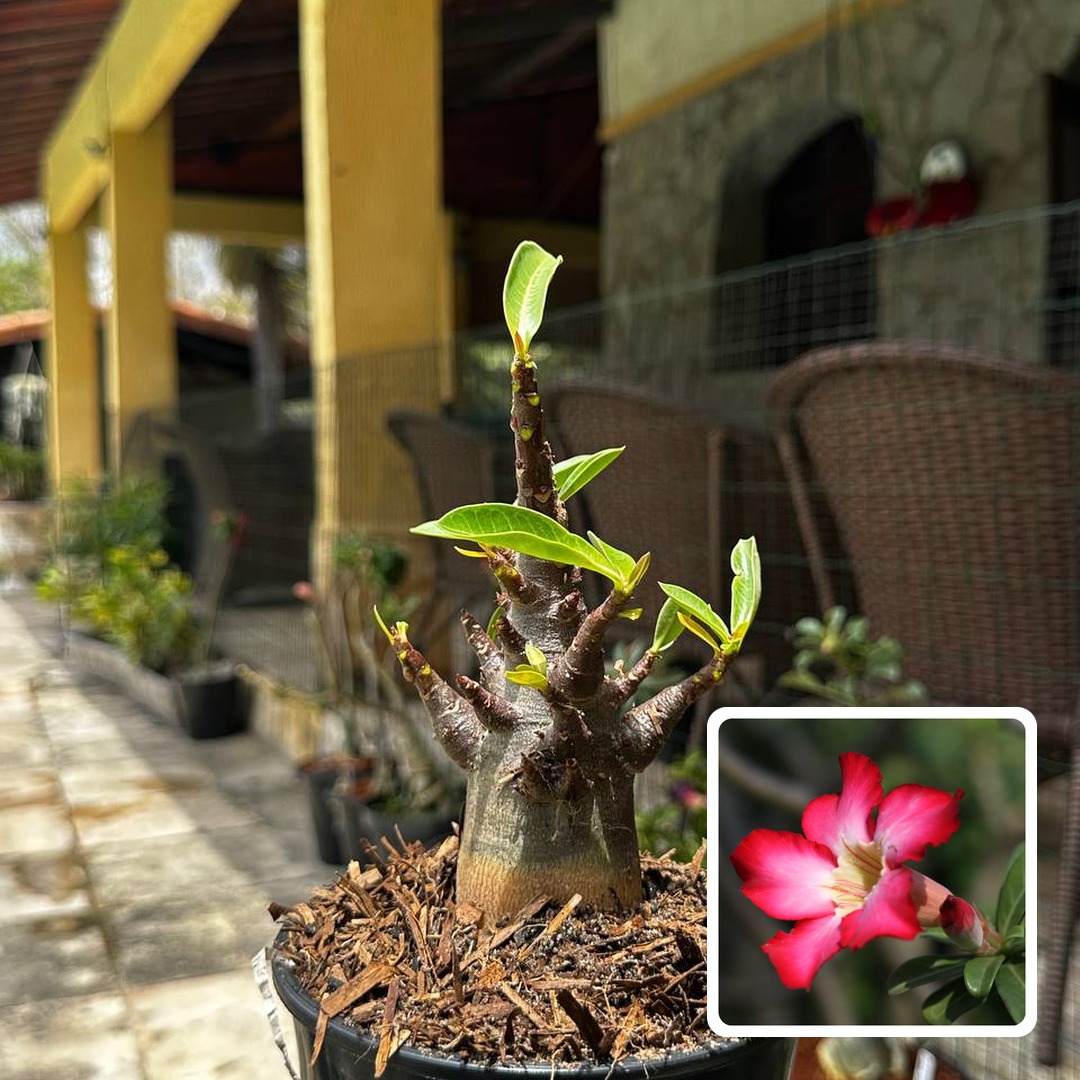 2909 31 Arabicum Rubro Negro F3