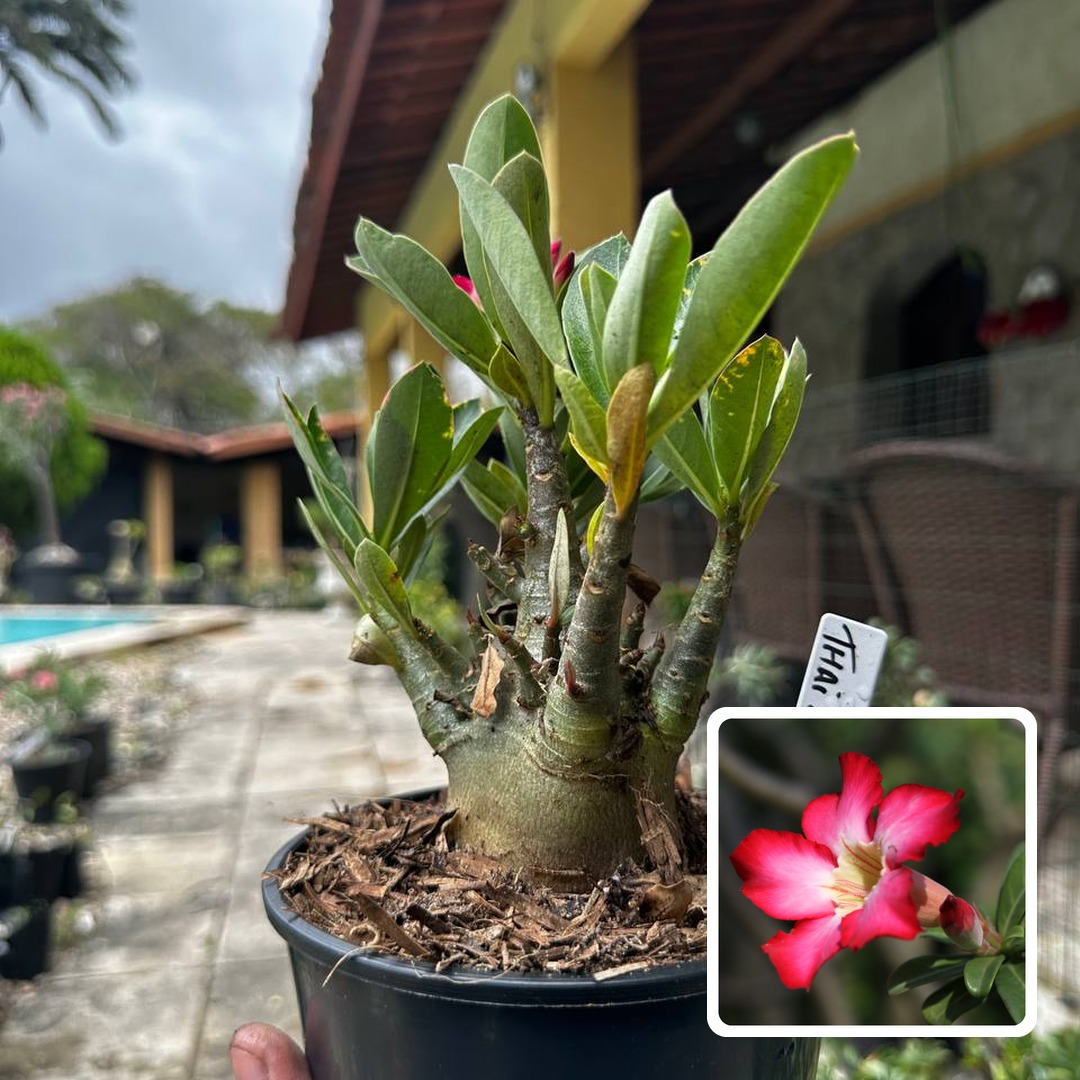 2909 47 Arabicum Thai soco F3