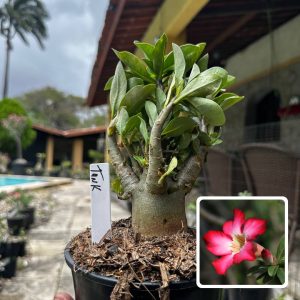 2909 50 Arabicum Tank F3