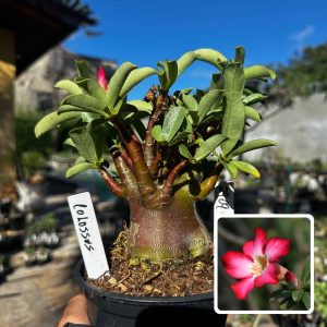 2909 52 Arabicum Colossus F3