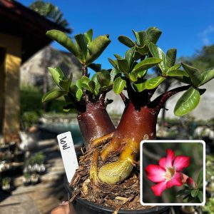 2909 53 Arabicum Low F3