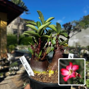 2909 54 Arabicum Wang Dork Black F3