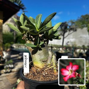 2909 57 Arabicum Hércules F3
