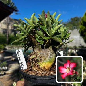 2909 58 Arabicum Thai Soco Black F3