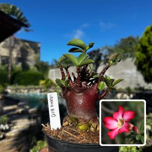 2909 59 Arabicum Urano Red F3