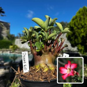 2909 63 Arabicum Dynamos Red F3