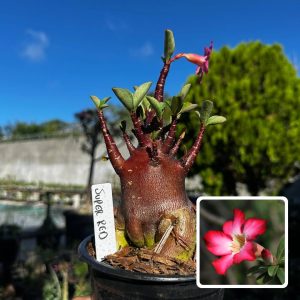 2909 65 Arabicum Super Red F3