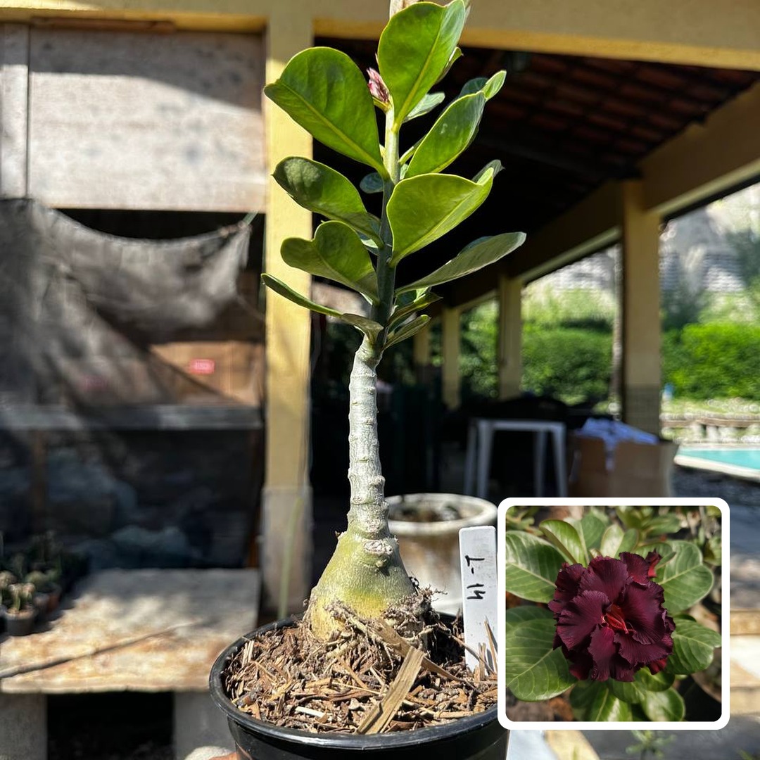 2909 66 Rosa do Deserto L14