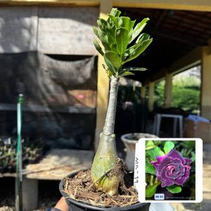 2909 70 Rosa do Deserto Mr 44