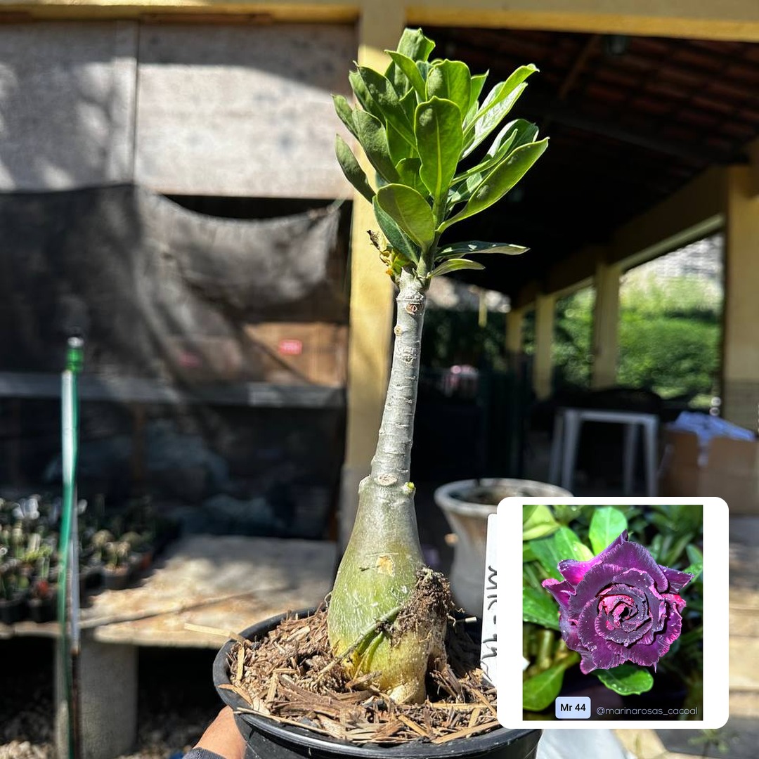 2909 70 Rosa do Deserto Mr 44