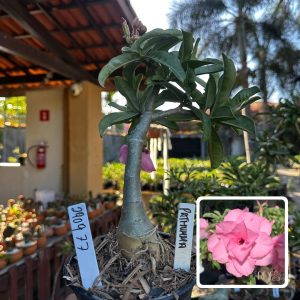 2909 84 Rosa do Deserto Pathumma