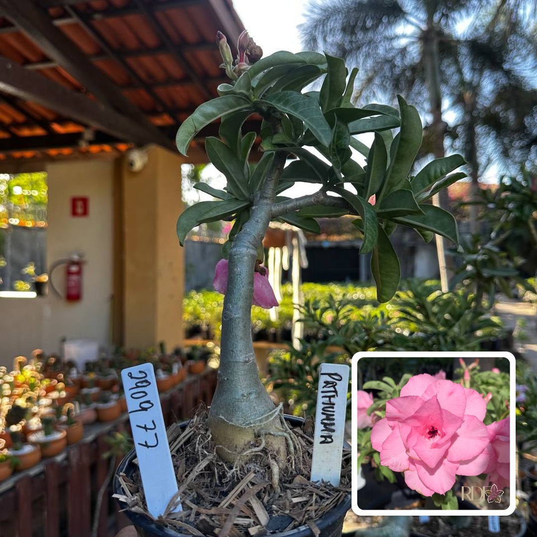 2909 84 Rosa do Deserto Pathumma