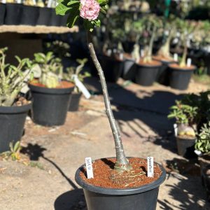 3009 01 Anaconda Carnation