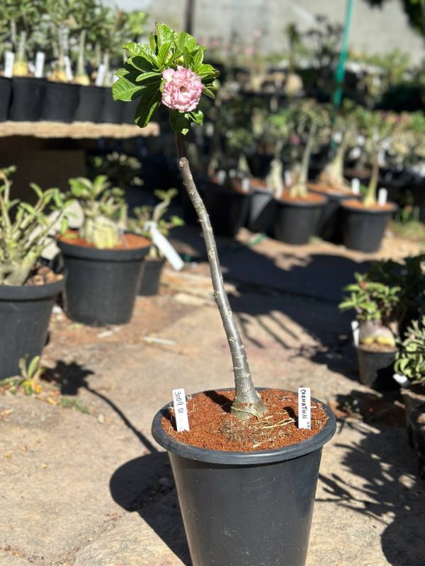 Anaconda Carnation