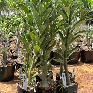 3009 01 Anaconda Baby Kit Anaconda 6un
