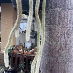 3009 01 Cacto Rabo de Macaco