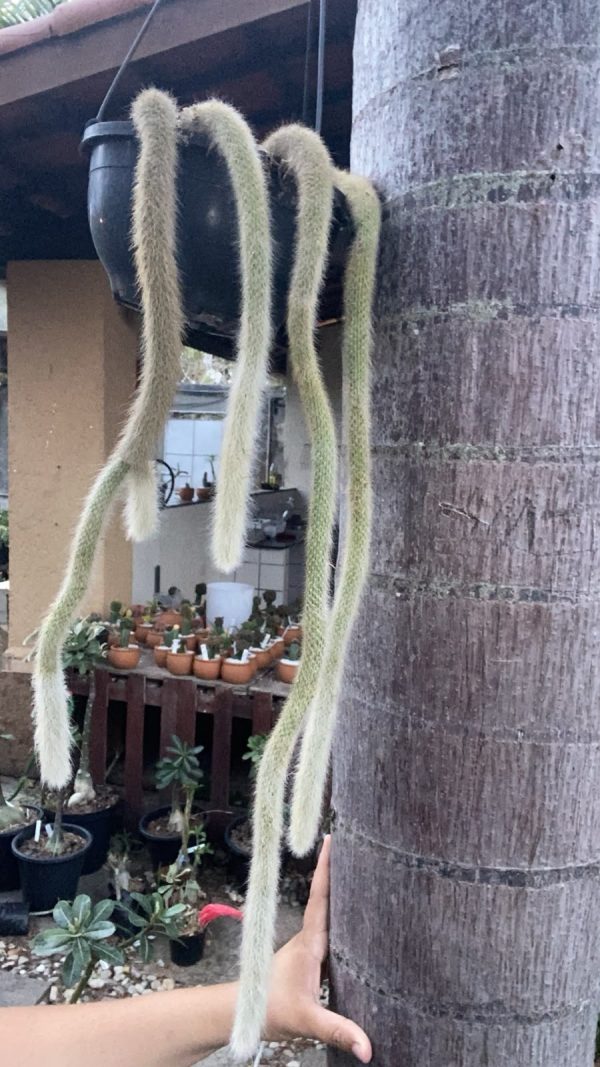 Cacto Rabo de Macaco