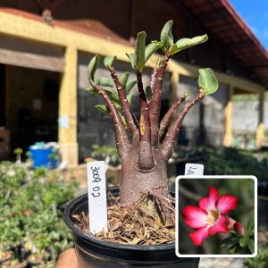 3009 02 Arabicum Lava F3