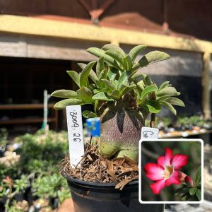 3009 25 Arabicum Godji Ok F3