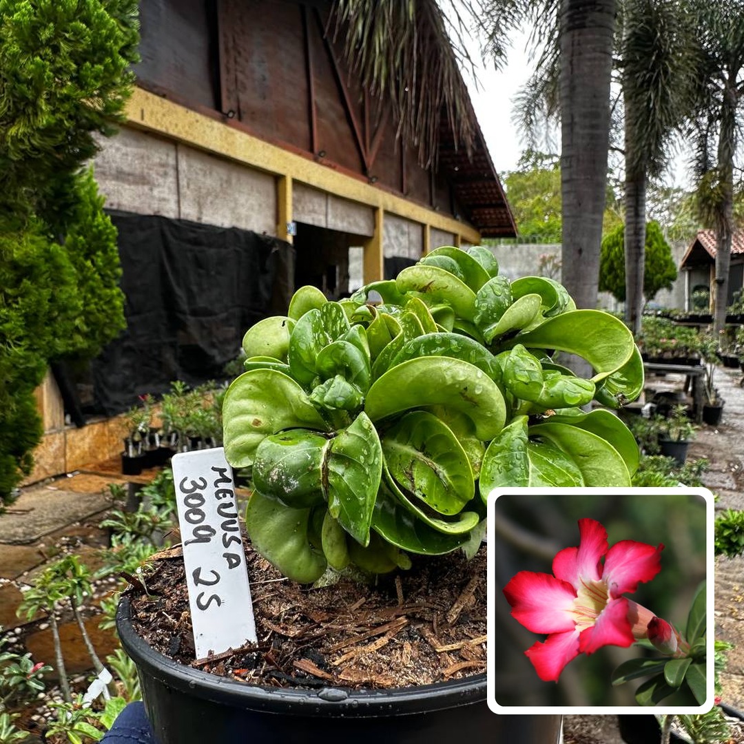 3009 25 Rosa do Deserto Medusa