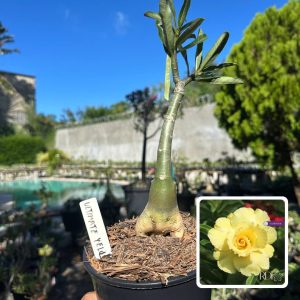 3009 33 Rosa do Deserto Ultimate Yellow