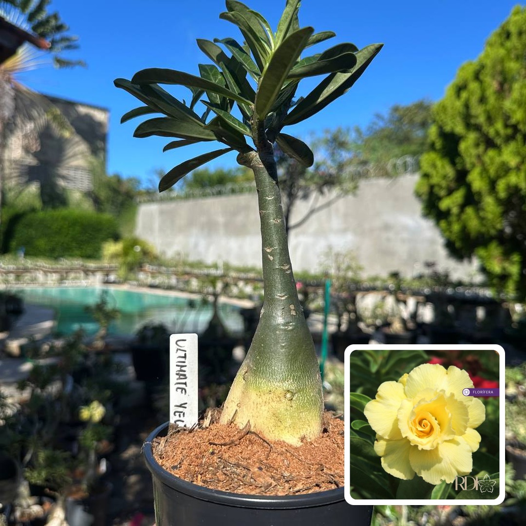 3009 35 Rosa do Deserto Ultimate Yellow