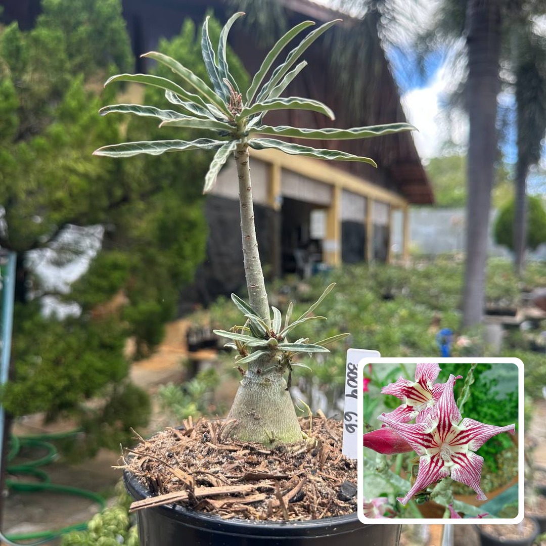 3009 50 Rosa do Deserto Crispum