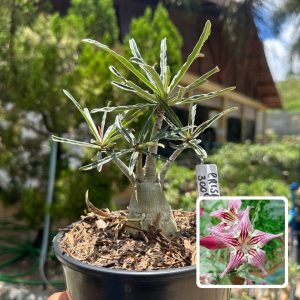 3009 53 Rosa do Deserto Crispum