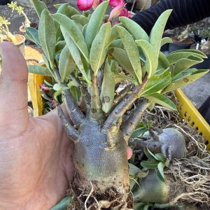 Arabicum F3 - Lote Promocional