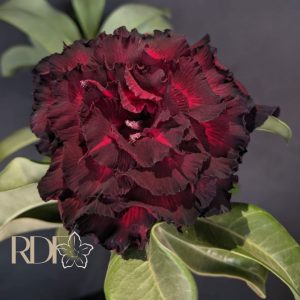 Baby - Rosa do Deserto Blood Ruby
