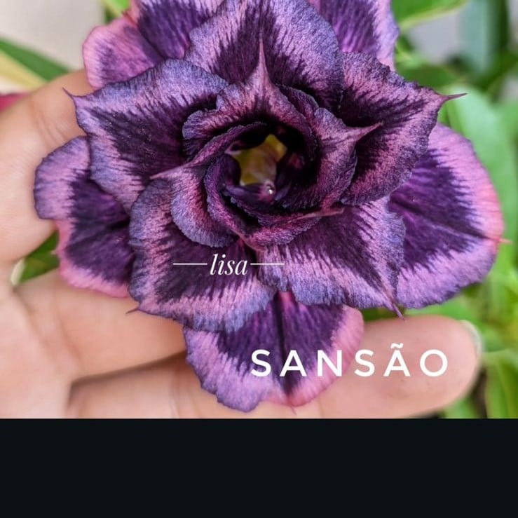 0109 02 Rosa do Deserto Sansão (Leilão) - Imagem 2