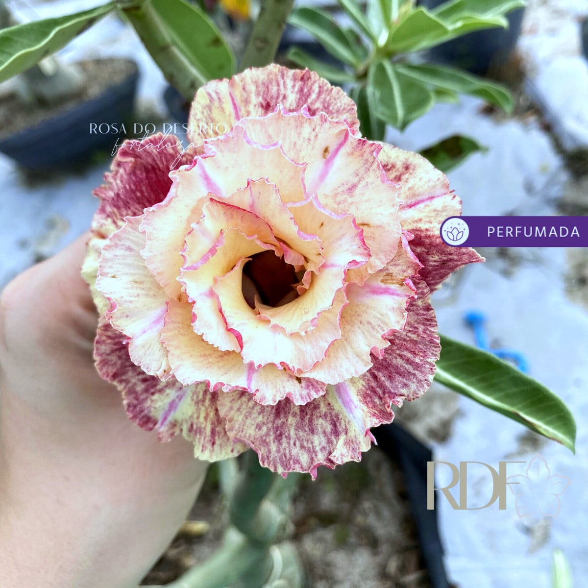 2909 85 Rosa do Deserto Mussela - Imagem 2